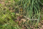 Photo du cobra de Castelginest et IA